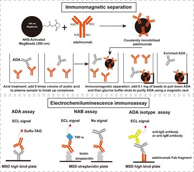 Dynamics and implications of anti-drug antibodies against adalimumab using ultra-sensitive and highly drug-tolerant assays